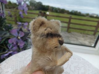 Vintage Antique German STEIFF RACY RACOON Toy Mohair Tail Wood Straw Fill Bear 7