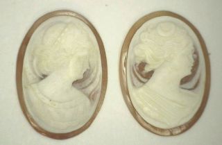 Carved Antique Vintage Oval Shell Cameo Stone 25 Mm X 18.  5 - 19 Mm Ut426