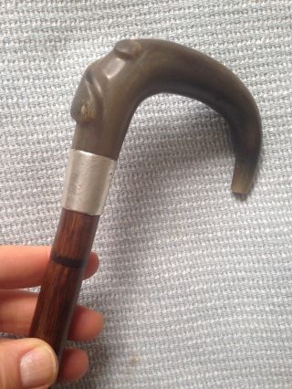 Antique Hallmarked Birmingham Silver Bovine Horn Crook Top Walking Stick - 88cm
