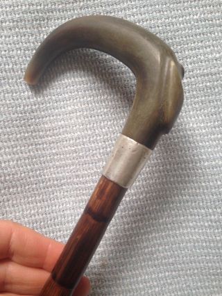 Antique Hallmarked Birmingham Silver Bovine Horn Crook Top Walking Stick - 88cm 2