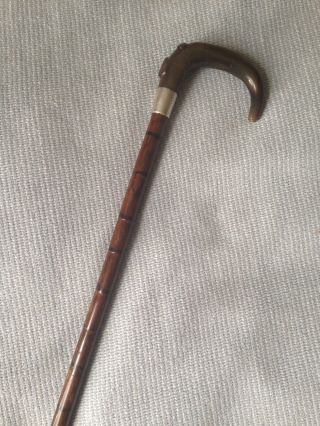 Antique Hallmarked Birmingham Silver Bovine Horn Crook Top Walking Stick - 88cm 3