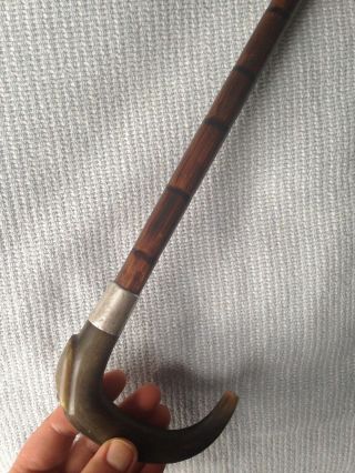 Antique Hallmarked Birmingham Silver Bovine Horn Crook Top Walking Stick - 88cm 7