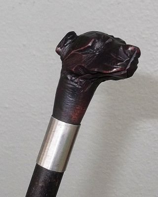 ANTIQUE BLACK FOREST CARVED WOOD DOGS HEAD WALKING STICK CANE c.  1890 4