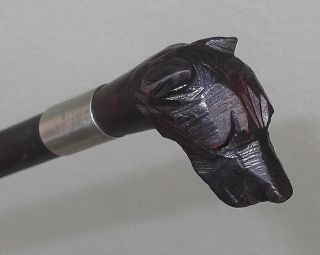 ANTIQUE BLACK FOREST CARVED WOOD DOGS HEAD WALKING STICK CANE c.  1890 5