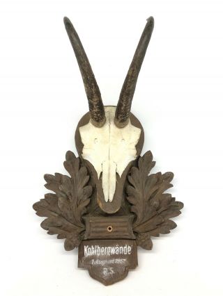 Bk3 Chamois Antler Stag Trophy On Wood Carved Black Forest Plaque Antique