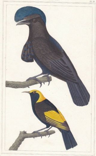 1833 Antique Bird Engravings - Umbrellabird - Prince Regent Oriole - Rene Lesson