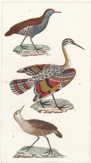 1833 Antique Bird Engravings - Water Rail,  Snipe & Corncrake - Rene Lesson