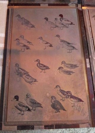 Copper Printing Block Plate Set 2 1959 Field Guide American Wildlife Ducks Hill