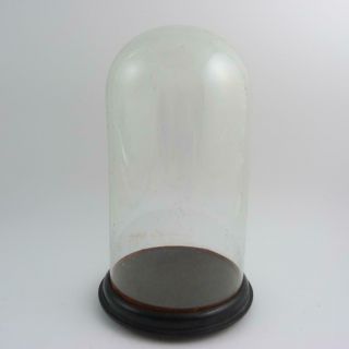 Antique Wm.  Cox Glass Display Dome Cloche Bell Jar On Wooden Stand
