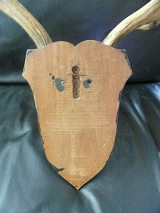 Antique Fallow Deer Wooden Mount Shield Back 26 