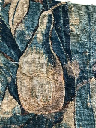 Great 9.  5” X 13” 17th/18th Century Verdure Tapestry Fragment 2
