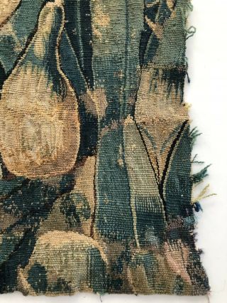 Great 9.  5” X 13” 17th/18th Century Verdure Tapestry Fragment 3