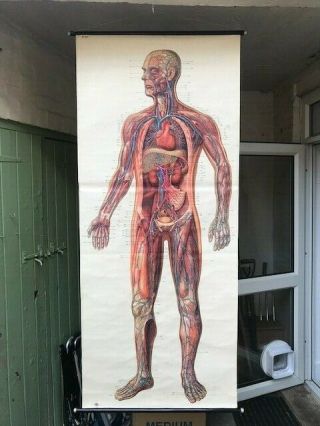 Vintage Deutsches Hygiene Museum Dresden Medical Anatomy Canvas Poster (roll Up)