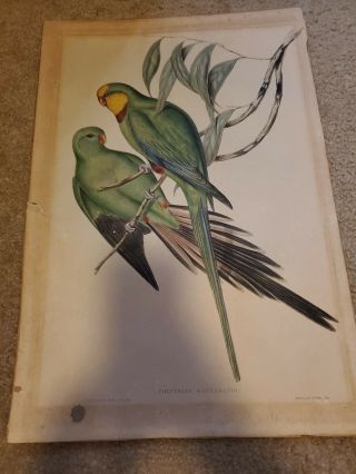 Antique Hand Colored J Gould Barrabandi Parrot Print 1840 Hullmandel And Walton