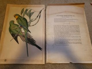 Antique Hand colored J Gould Barrabandi Parrot Print 1840 Hullmandel and Walton 2