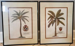 2 Lge Antique Natural History Prints In Frames,  Tropical Botanical,  Royal Crest