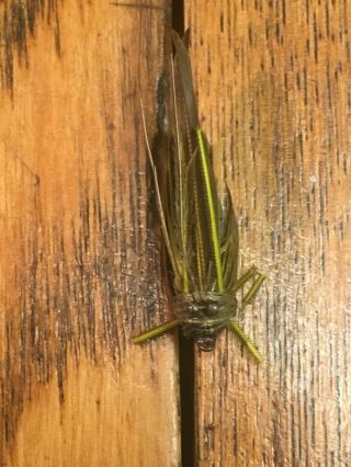 Vintage,  antique Rhead cricket fly bait lure - - - 4