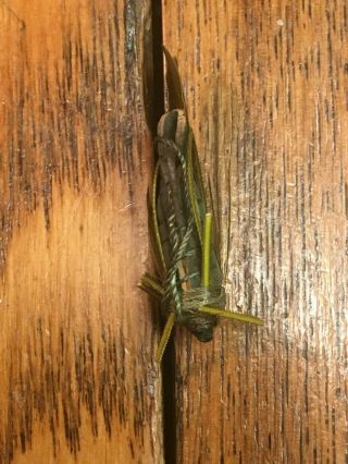 Vintage,  antique Rhead cricket fly bait lure - - - 5