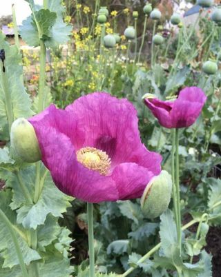 100 Poppy Seeds (papaver Somniferum) Flemish Antique Pink Giant Heirloom Organic