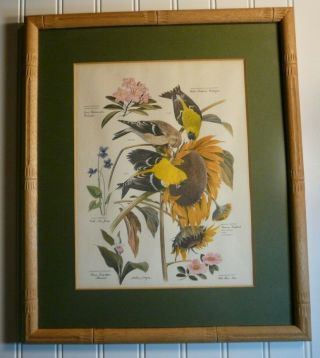 Vintage Arthur Singer Bird And Botanical Print Goldfinch Flowers 13 X 16
