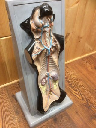 1970 ' s Antique Master Bobbitt Model Dissected Cat Anatomical 3