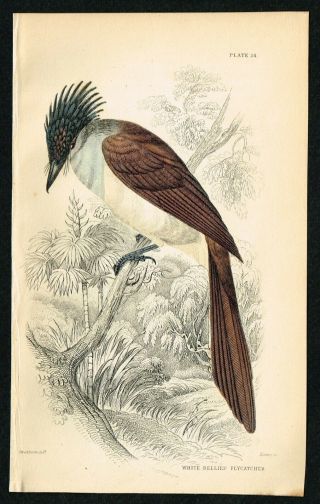 1840 White - Bellied Flycatcher,  Crested Bird,  Hand - Colored Antique Print - Lizars