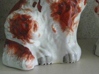 Antique 19th Century Staffordshire Dogs 4