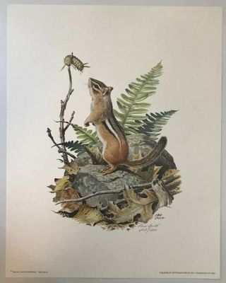 Vintage Ned Smith Nature Series Chipmunk Print Hand Signed & Numbered 2201/2500
