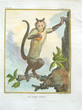 Buffon Antique Hand Colored Engraved Print: Monkey Print: Paris 1802