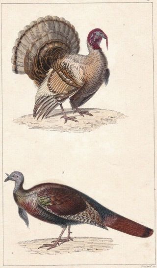 1833 Antique Bird Engravings - Turkey & Wild Turkey - Rene Lesson