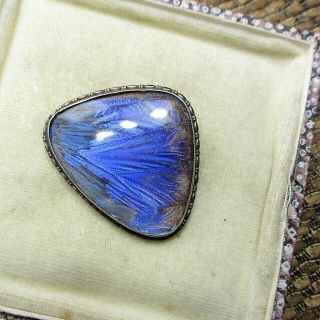 Antique Silver & Butterfly Wing Brooch