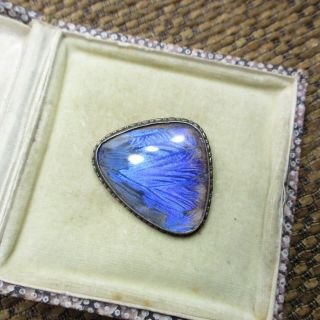 ANTIQUE SILVER & BUTTERFLY WING BROOCH 3