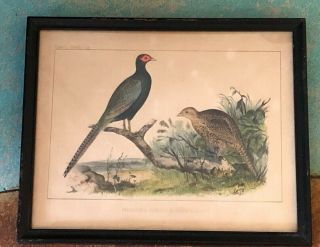 Antique Framed Bird Print Plate 1 Ornithology Pheasants Phasianus Versicolor
