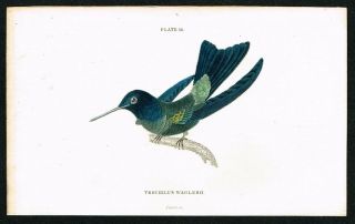 1833 Blue - Headed Hummingbird Colibri,  Hand - Colored Antique Engraving Print