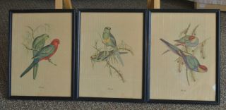 Vtg J Gould Parakeet Parrot Tropical Bird Print Framed Under Glass Set Of 3