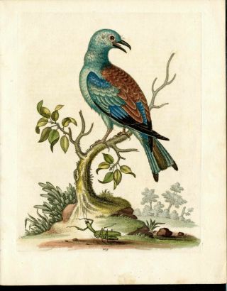 1743 George Edwards Antique Bird Print Hand Color Bird,  Blue Roller
