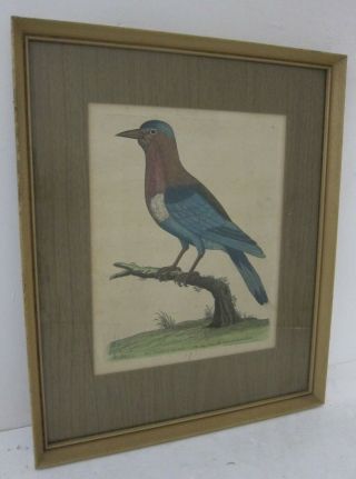 Eleazar Albin Antique 1731 Hand Colored Bird Engraving Cape Good Hope Jay 12x15