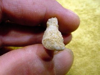 excavated vintage snow baby sheep Fève ancient length 1.  1 inch age 1890 11305 5