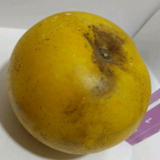 Stone Fruit Golden Apple W/blossom Early Antique Italian Alabaster Marble Decor