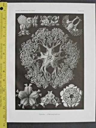 Ernst Haeckel,  Ophiodea - Snake Stars,  Schlangensterne,  Art Forms In Nature,  Ca.  1924