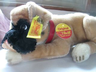 Vintage Steiff Boxer Puppy Dog with Ear Button Tag & Card 2