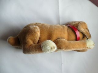 Vintage Steiff Boxer Puppy Dog with Ear Button Tag & Card 8