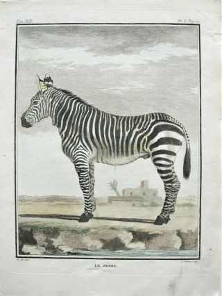 Buffon Antique Hand Colored Zebra Print: Zebra Engraving: Paris 1802
