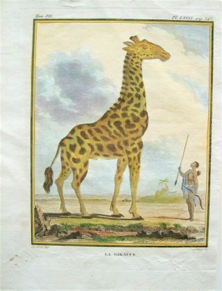 Buffon Antique Hand Colored Giraffe Print: Engraving: Paris 1802