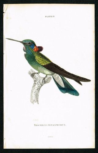 1833 Violet - Tufted Hummingbird Colibri,  Hand - Colored Antique Print - Lizars