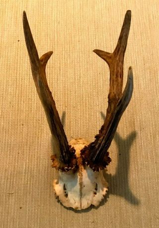 Unique Antique Roe Dear Antler Skull Early 1900 