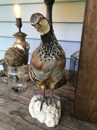 Victorian Antique Taxidermy Bird In Glass And Wood Dome Display Oddity Oddities