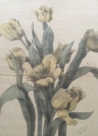 Daffodil Tulip Antique Drawing 1902 Nyc Women Art Design School Stamp Mark