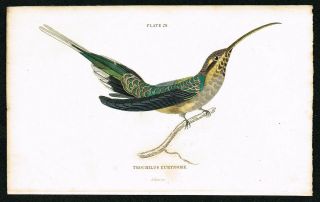 1833 Scaly - Backed Hummingbird Colibri,  Hand - Colored Antique Engraving Print