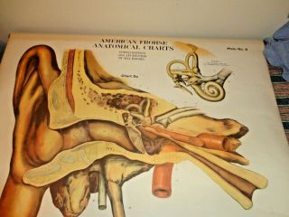 Vintage Medical School Pull Down Charts A.  J.  Nystrom Anatomy Teaching Ear/eye